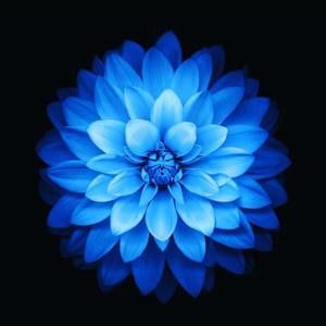 Meet your Posher, Jenette